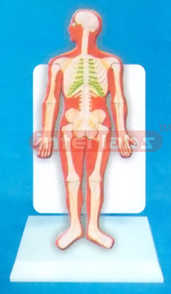 DESK TYPE 35CM TALL HUMAN SKELETON SYSTEM MODEL WITH DESCRIPTION PLATE